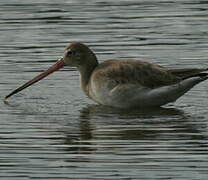 Black-tailed Godwit