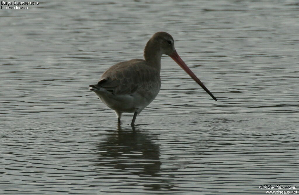 Black-tailed Godwit