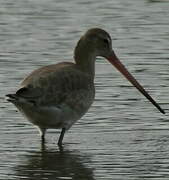 Black-tailed Godwit