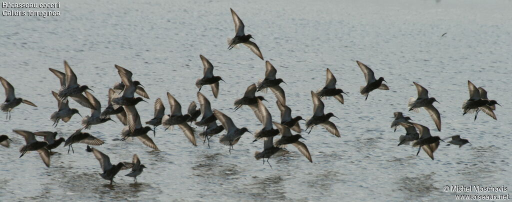 Curlew Sandpiper, Flight