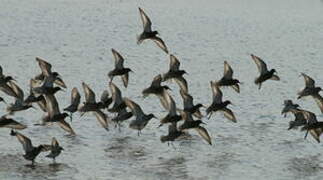 Curlew Sandpiper