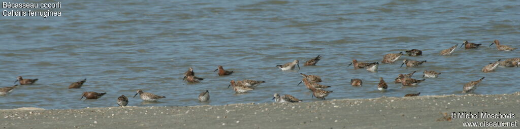 Curlew Sandpiper, identification