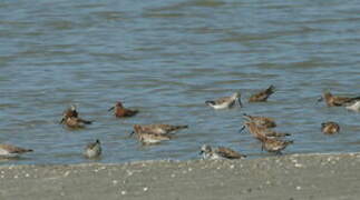 Curlew Sandpiper