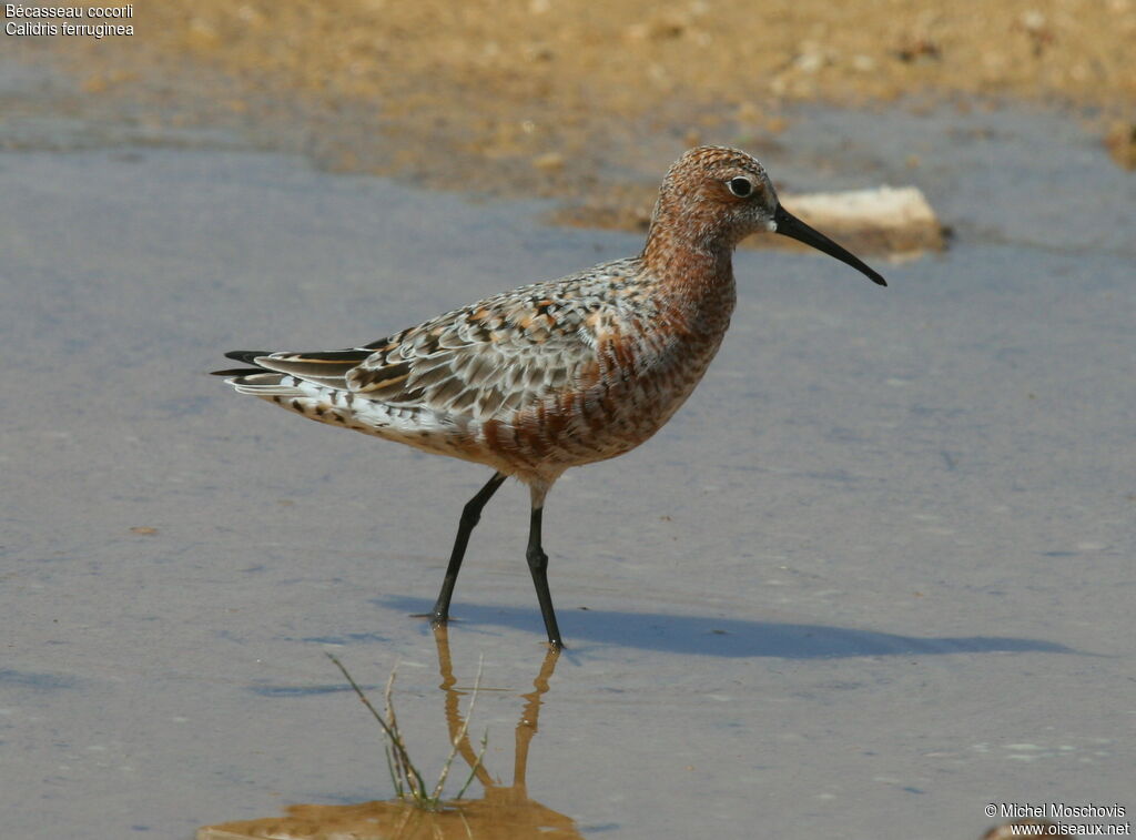 Curlew Sandpiperadult post breeding