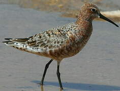 Curlew Sandpiper