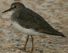 Temminck's Stint