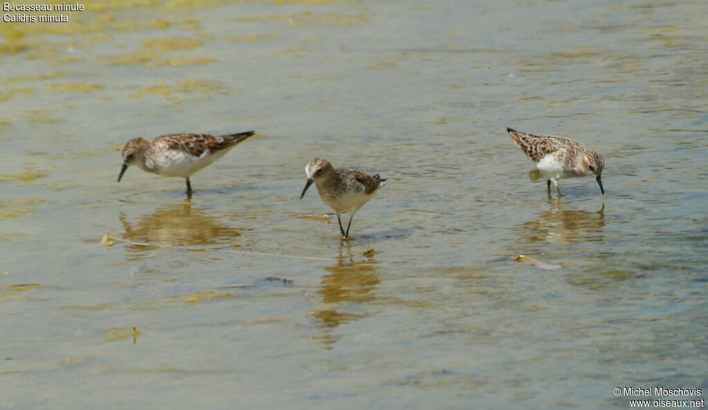 Little Stintadult breeding