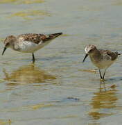 Little Stint