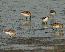 Little Stint