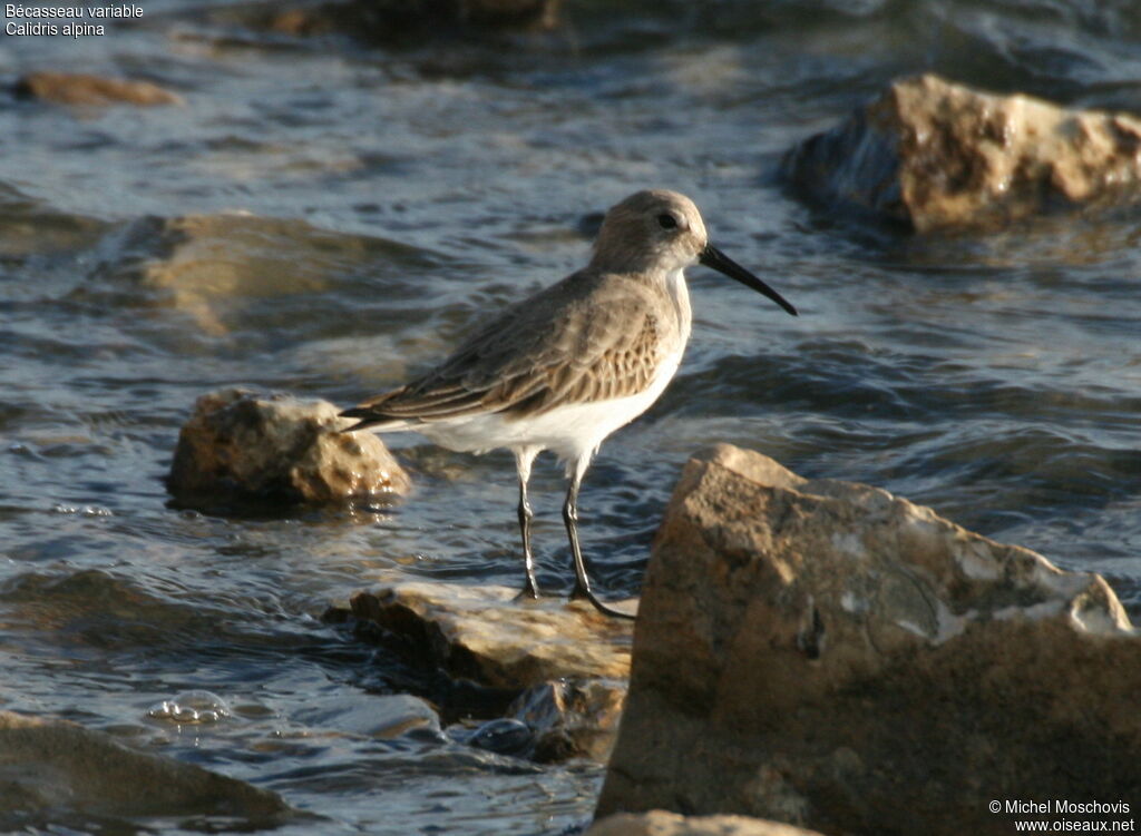 Bécasseau variable