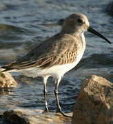 Dunlin