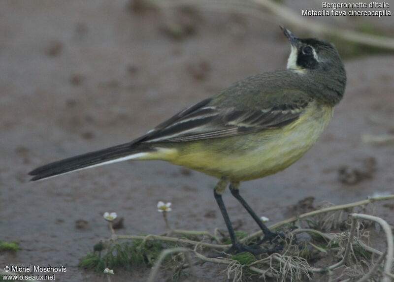 Western Yellow Wagtail (cinereocapilla)