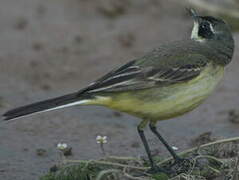 Western Yellow Wagtail (cinereocapilla)