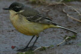 Western Yellow Wagtail (cinereocapilla)