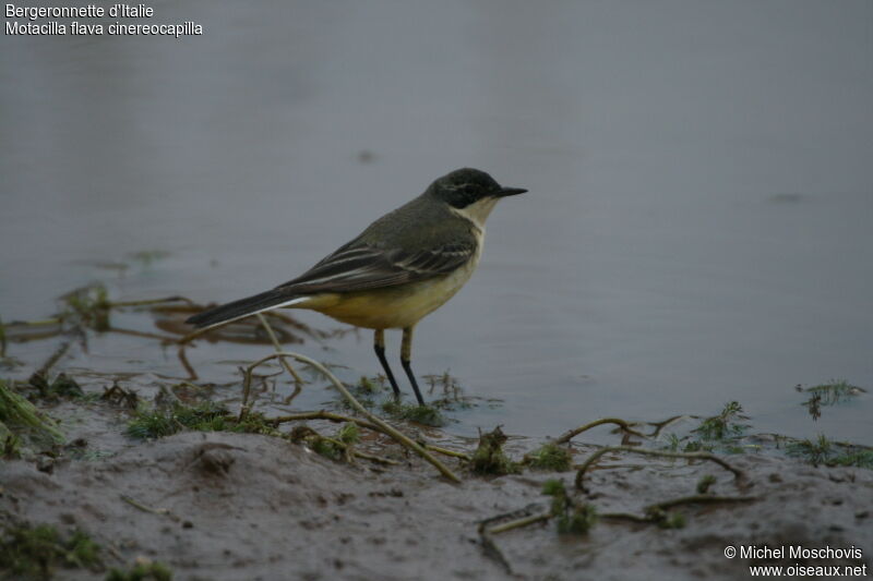 Western Yellow Wagtail (cinereocapilla)