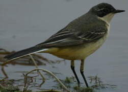 Western Yellow Wagtail (cinereocapilla)