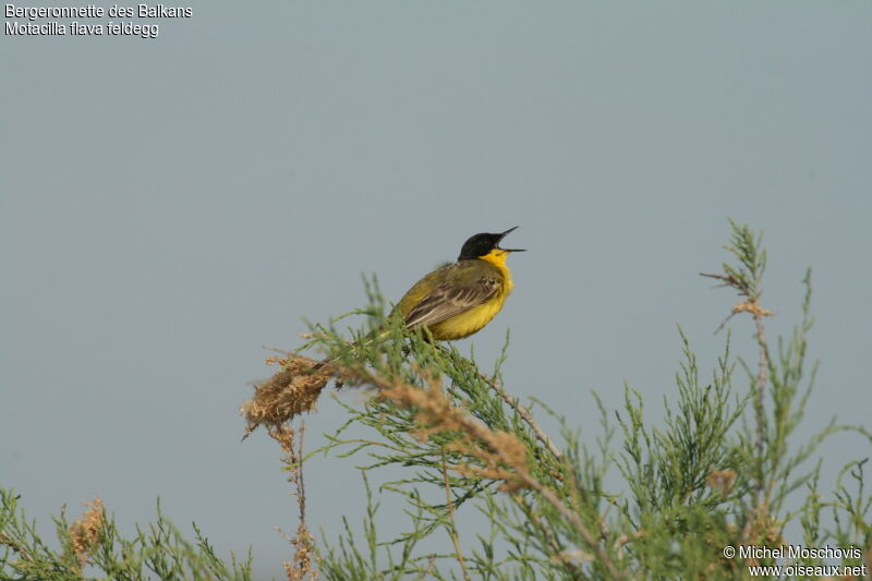 Western Yellow Wagtail (feldegg)