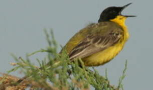 Western Yellow Wagtail (feldegg)