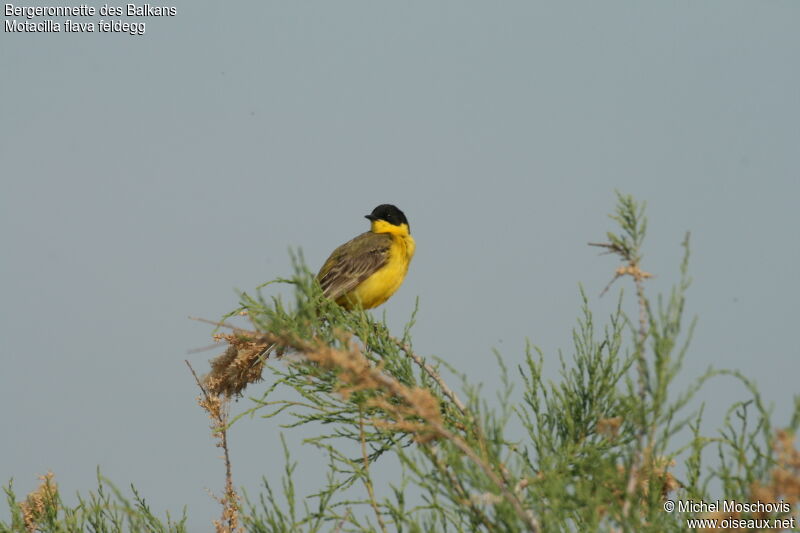 Western Yellow Wagtail (feldegg)