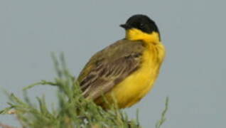 Western Yellow Wagtail (feldegg)