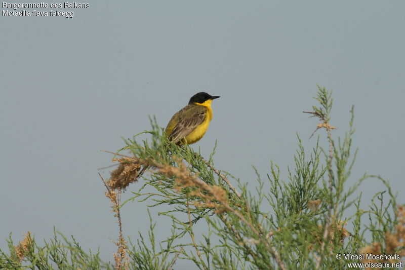 Western Yellow Wagtail (feldegg)