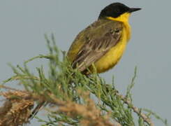 Western Yellow Wagtail (feldegg)