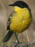 Western Yellow Wagtail (feldegg)