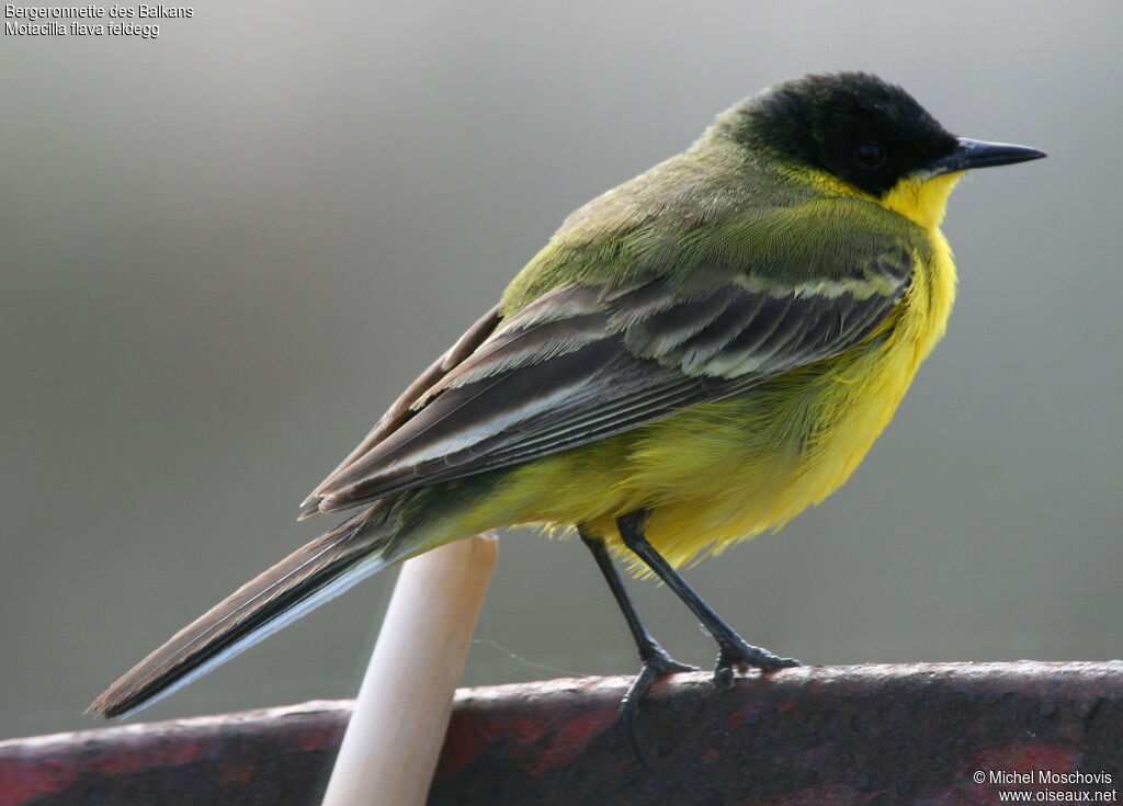 Western Yellow Wagtail (feldegg)adult breeding, identification