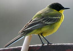 Western Yellow Wagtail (feldegg)