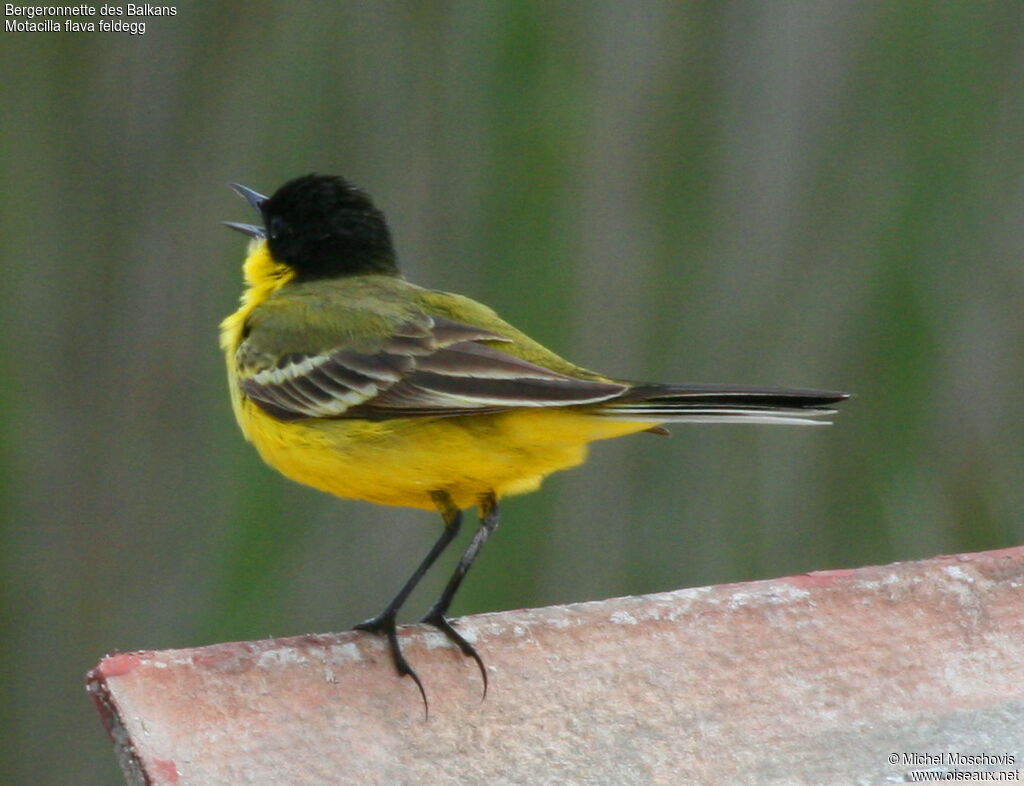 Western Yellow Wagtail (feldegg)adult breeding, identification