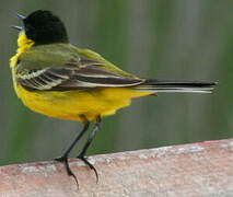 Western Yellow Wagtail (feldegg)