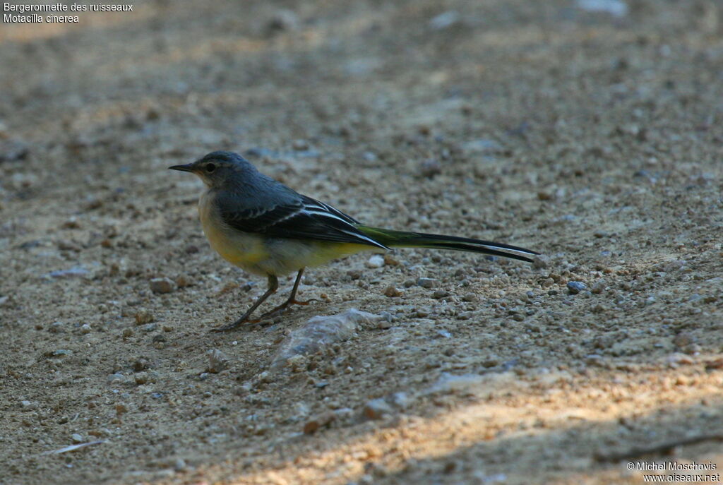 Grey Wagtail, identification