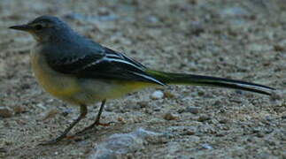 Grey Wagtail