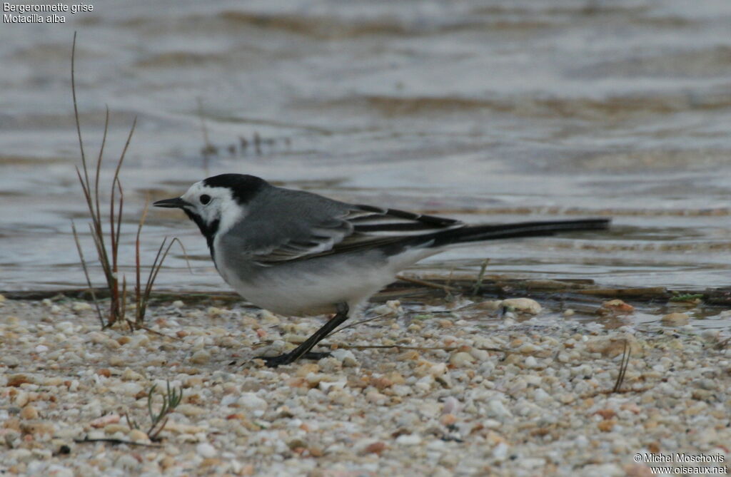 White Wagtail