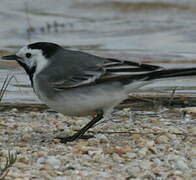 White Wagtail