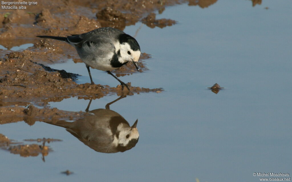 White Wagtail, identification