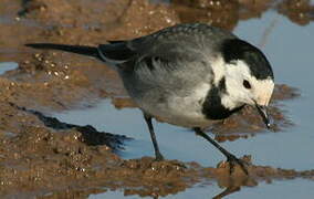 White Wagtail