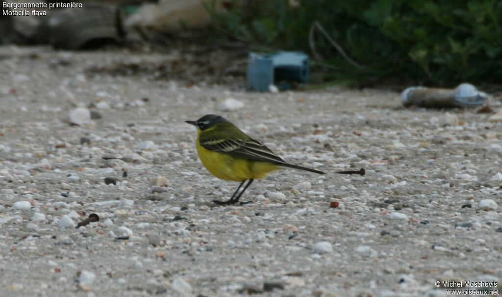 Western Yellow Wagtail