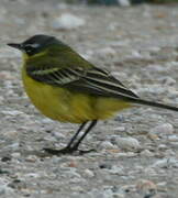 Western Yellow Wagtail