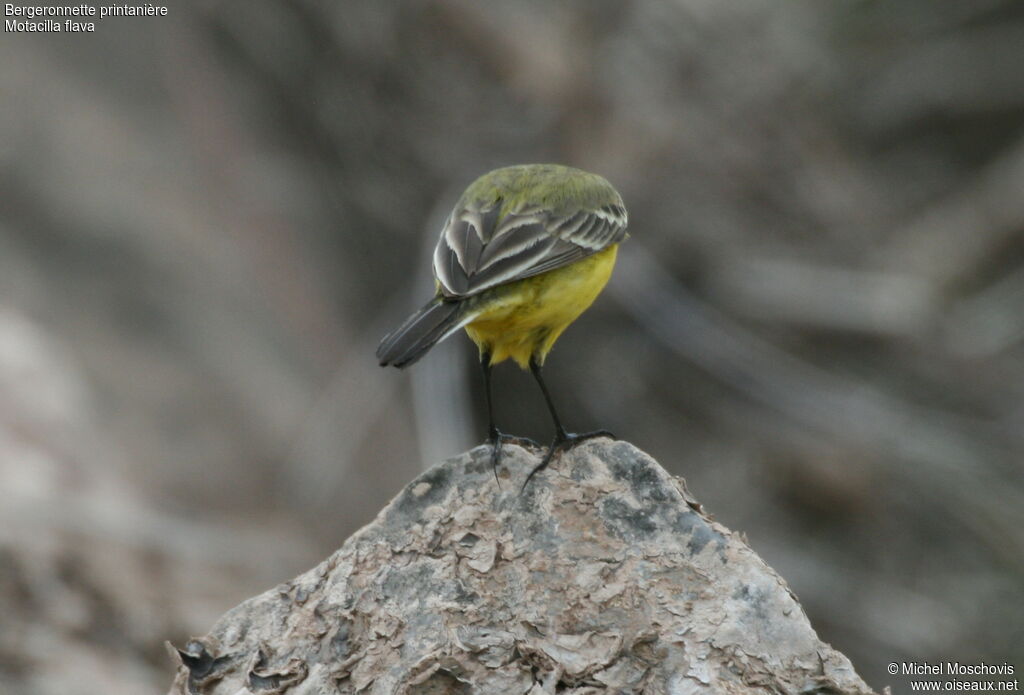 Western Yellow Wagtail