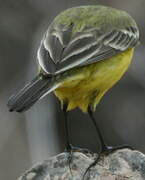 Western Yellow Wagtail