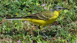 Western Yellow Wagtail