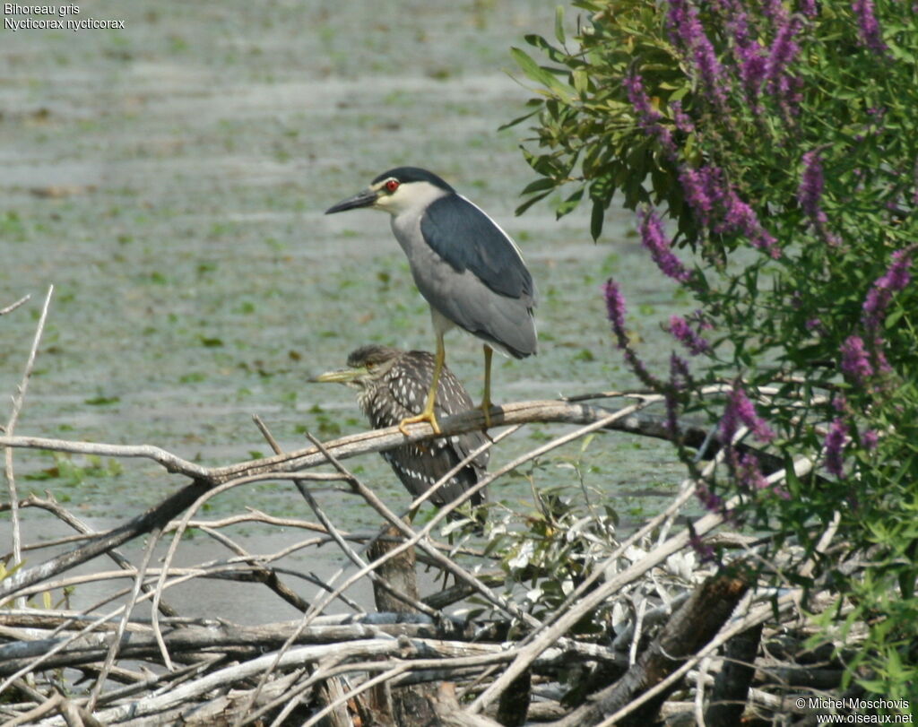 Black-crowned Night Heron, identification