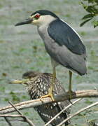 Black-crowned Night Heron