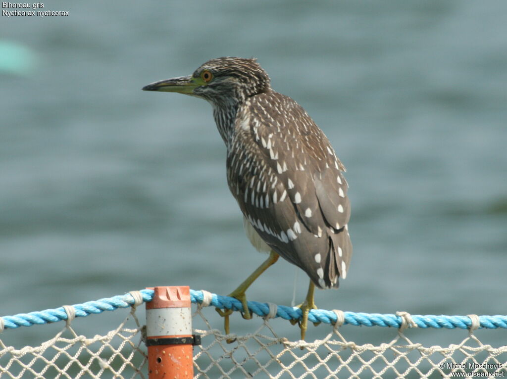 Black-crowned Night Heronjuvenile