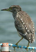 Black-crowned Night Heron