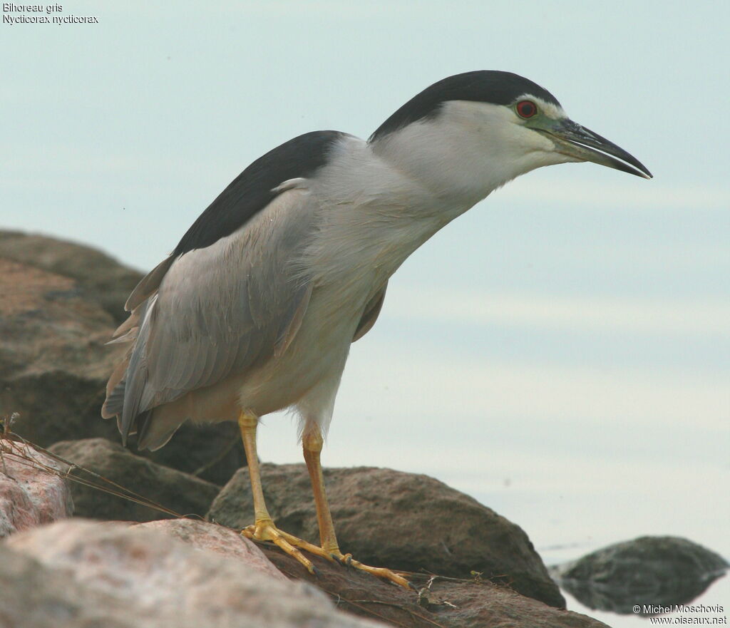 Black-crowned Night Heronadult breeding, identification