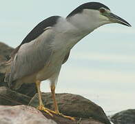 Black-crowned Night Heron