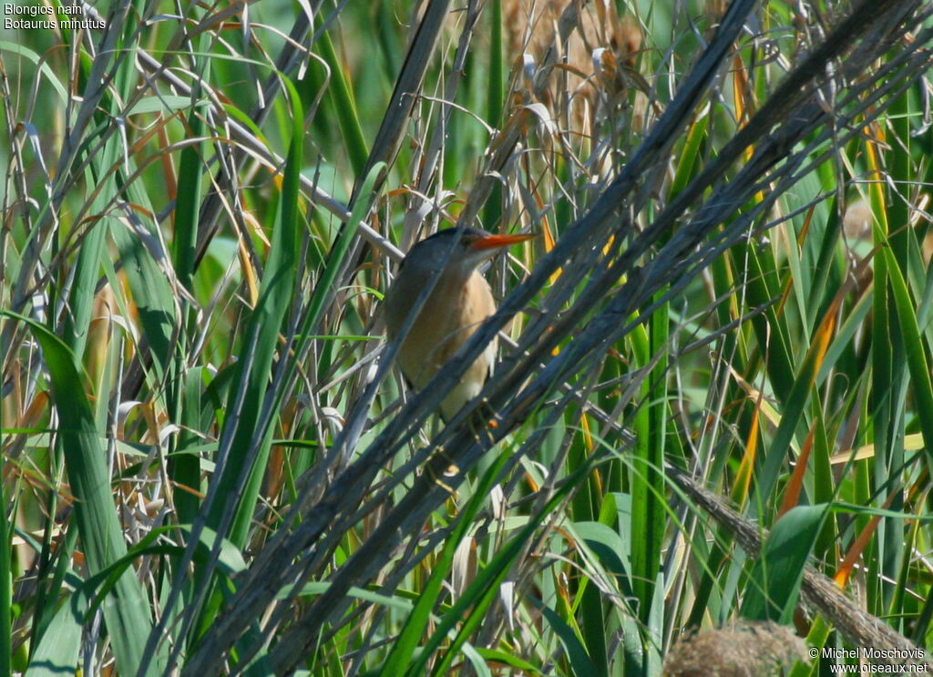 Little Bittern male adult breeding, identification