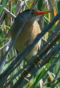 Little Bittern